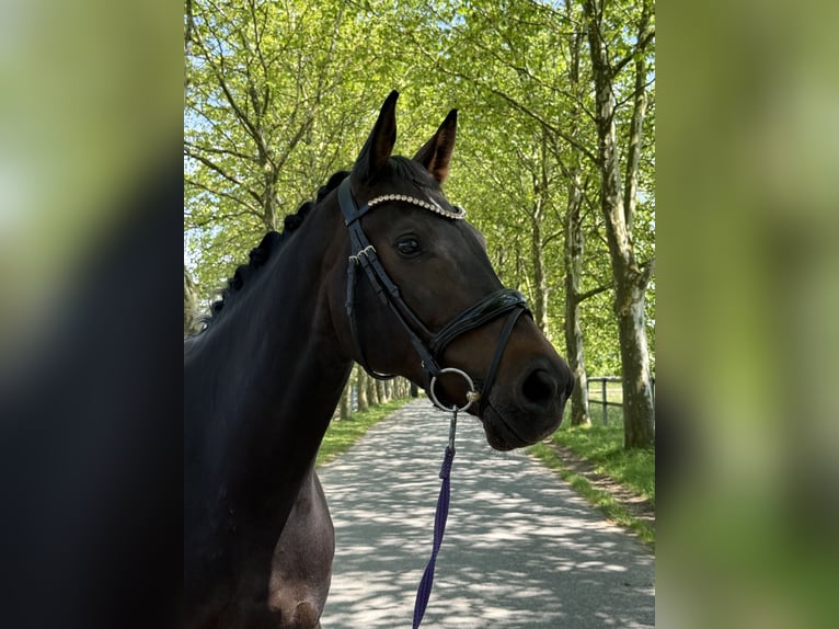 Hannoveraner Stute 13 Jahre 171 cm Schwarzbrauner in Hiddenhausen