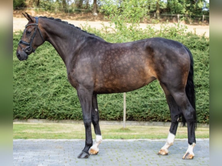 Hannoveraner Stute 13 Jahre 171 cm Schwarzbrauner in Hiddenhausen