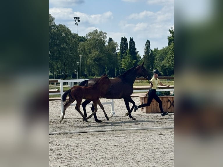 Hannoveraner Stute 13 Jahre 172 cm Brauner in Grasberg