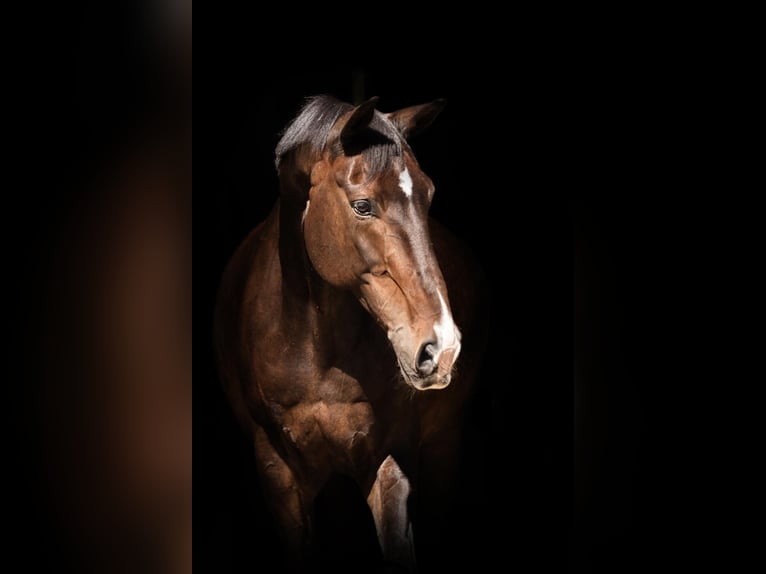 Hannoveraner Stute 13 Jahre 172 cm Dunkelbrauner in Erwitte