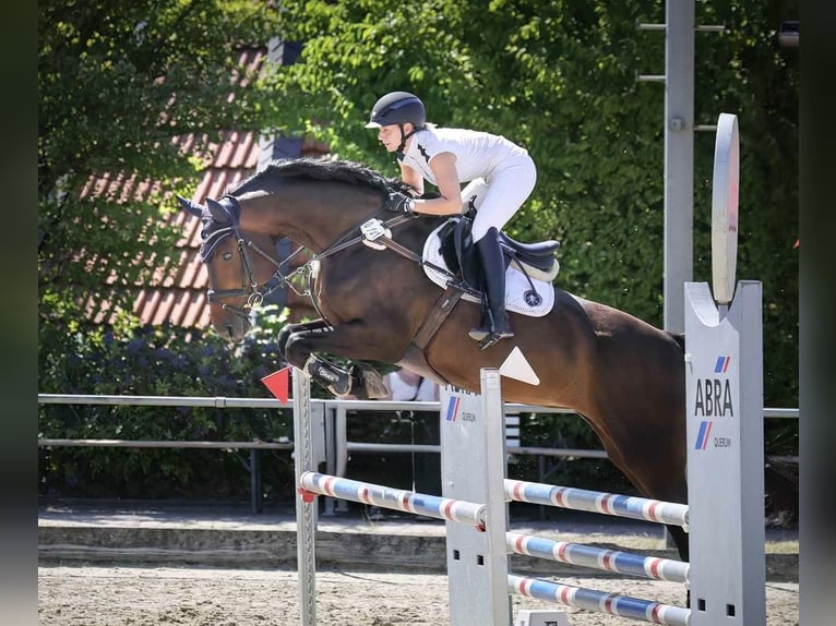 Hannoveraner Stute 13 Jahre 172 cm Dunkelbrauner in Lehre