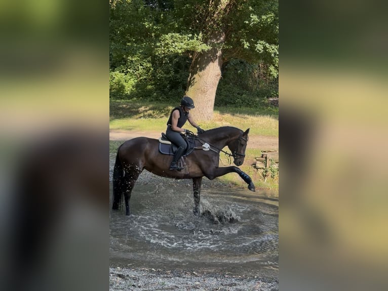 Hannoveraner Stute 13 Jahre 172 cm Dunkelbrauner in Lehre