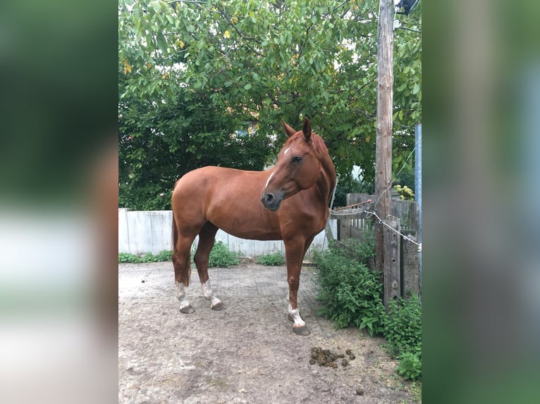 Hannoveraner Stute 13 Jahre 172 cm Fuchs in Burgdorf