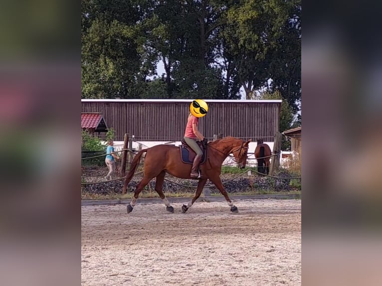 Hannoveraner Stute 13 Jahre 172 cm Fuchs in Burgdorf