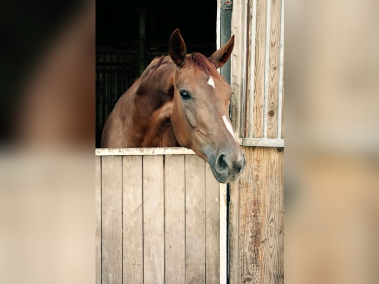 Hannoveraner Stute 13 Jahre 172 cm Fuchs in Burgdorf