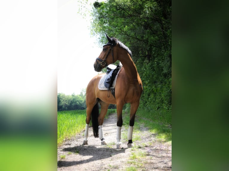 Hannoveraner Stute 13 Jahre 172 cm Hellbrauner in Karlsfeld