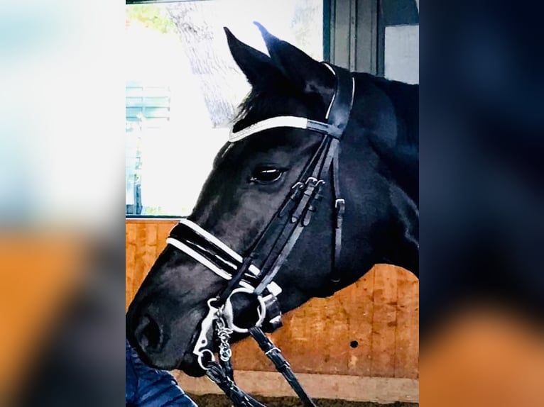Hannoveraner Stute 13 Jahre 172 cm Rappe in Braderup