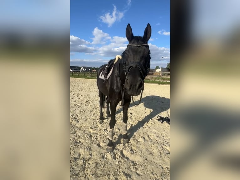 Hannoveraner Stute 13 Jahre 172 cm Rappe in Stadtlohn