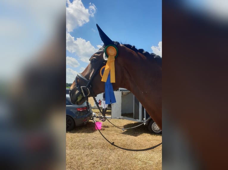 Hannoveraner Stute 13 Jahre 173 cm Brauner in Schneverdingen
