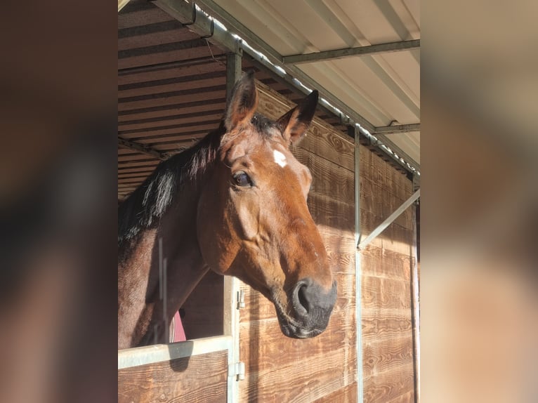 Hannoveraner Stute 13 Jahre 173 cm Brauner in Schneverdingen