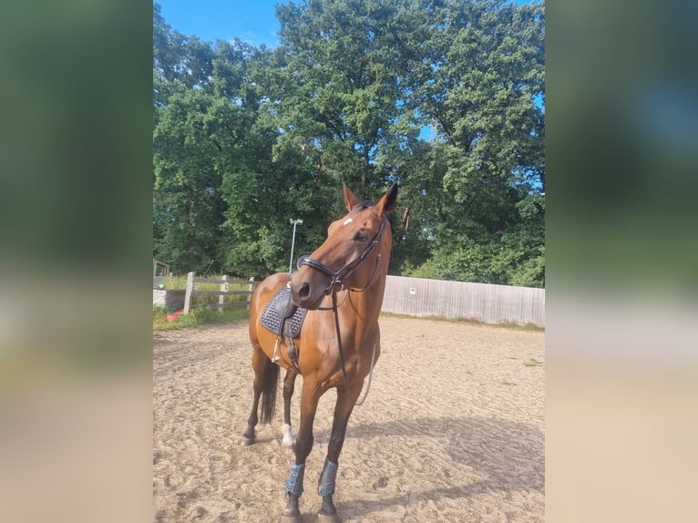 Hannoveraner Stute 13 Jahre 173 cm Brauner in Schneverdingen