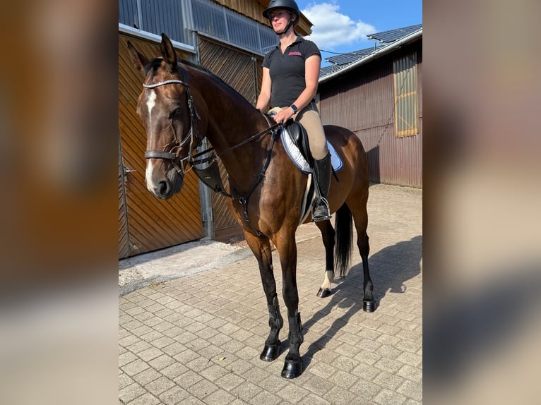 Hannoveraner Stute 13 Jahre 173 cm Brauner in Diemelsee