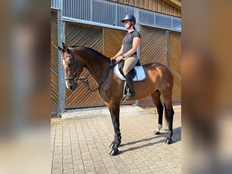 Hannoveraner Stute 13 Jahre 173 cm Brauner in Diemelsee
