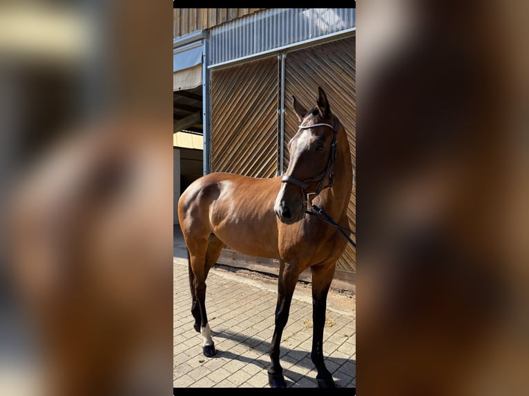 Hannoveraner Stute 13 Jahre 173 cm Brauner in Diemelsee