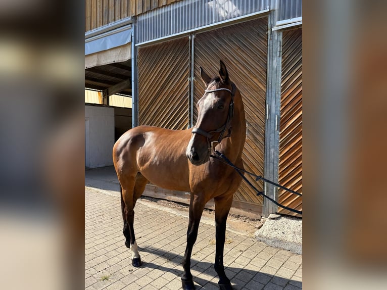 Hannoveraner Stute 13 Jahre 173 cm Brauner in Diemelsee