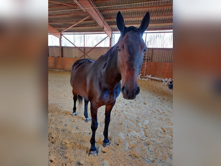 Hannoveraner Stute 13 Jahre 173 cm in M&#xFC;nster