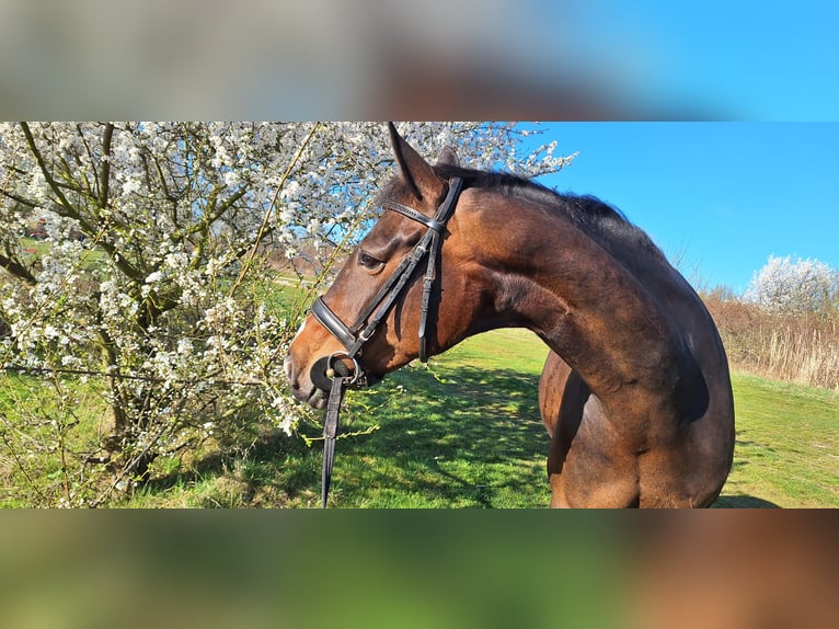 Hannoveraner Stute 13 Jahre 174 cm Brauner in Markkleeberg