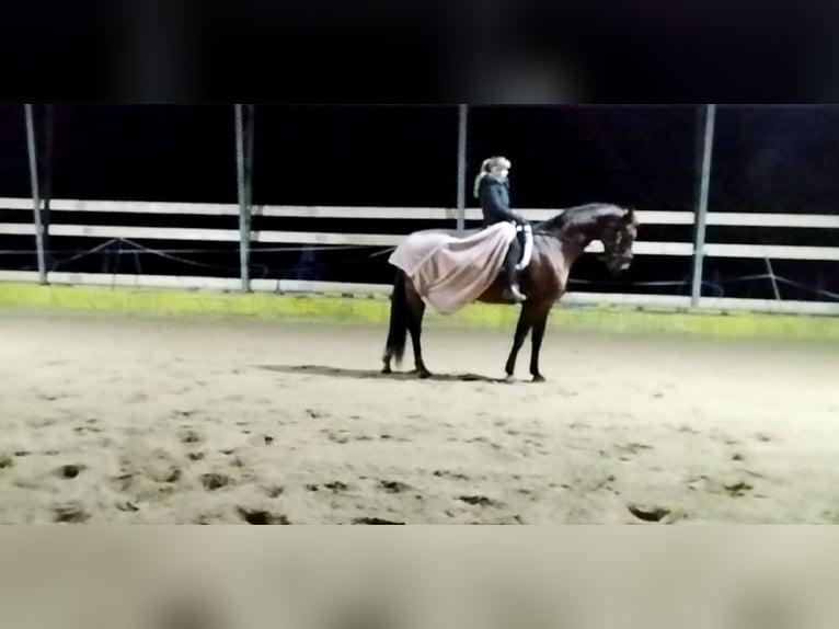Hannoveraner Stute 13 Jahre 174 cm Brauner in Marienthal