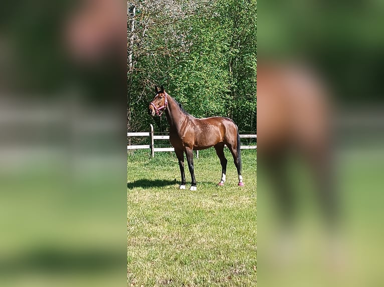 Hannoveraner Stute 13 Jahre 174 cm Brauner in Marienthal