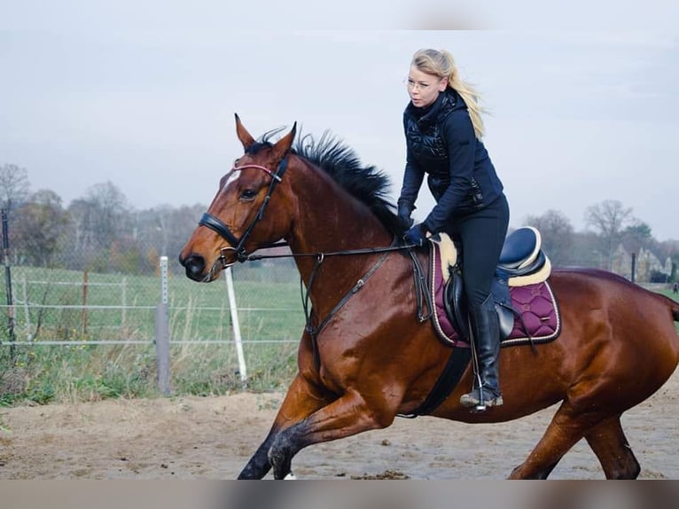 Hannoveraner Stute 13 Jahre 174 cm Brauner in Marienthal