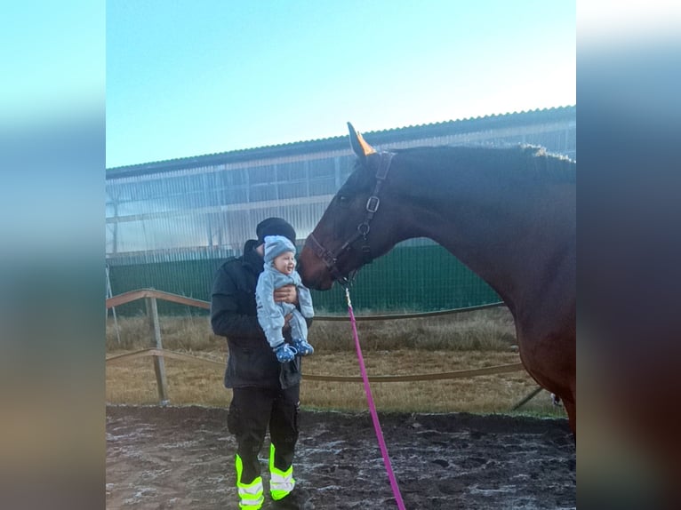 Hannoveraner Stute 13 Jahre 174 cm Brauner in Marienthal