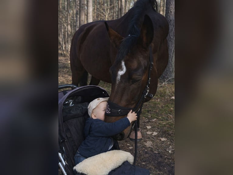 Hannoveraner Stute 13 Jahre 174 cm Brauner in Marienthal
