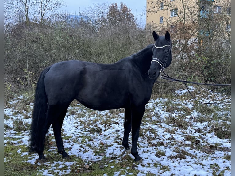 Hannoveraner Stute 13 Jahre 174 cm Rappe in Gießen
