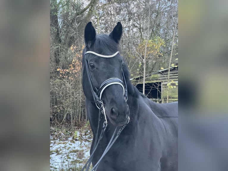 Hannoveraner Stute 13 Jahre 174 cm Rappe in Gießen