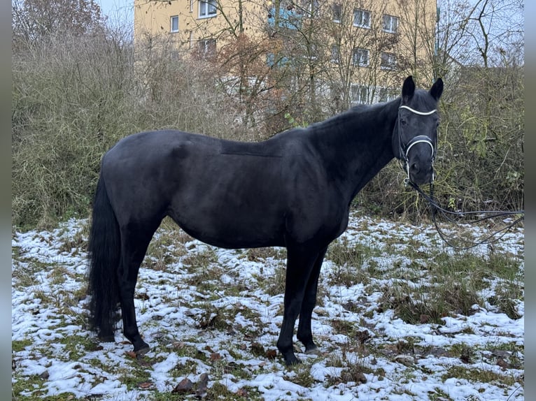 Hannoveraner Stute 13 Jahre 174 cm Rappe in Gießen