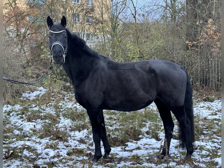 Hannoveraner Stute 13 Jahre 174 cm Rappe in Gießen