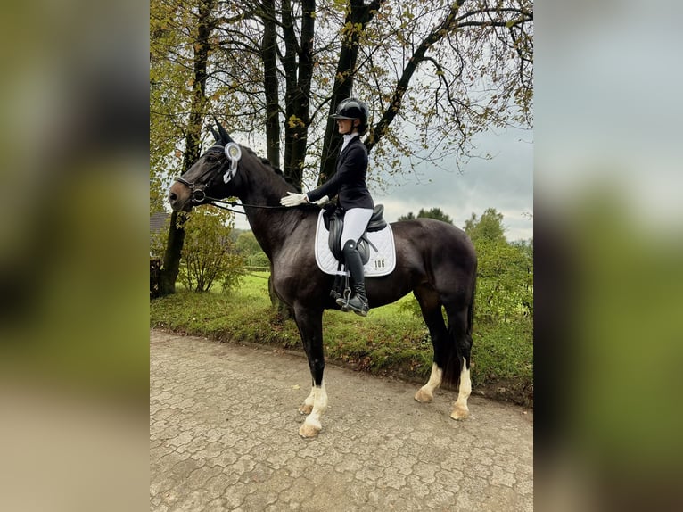 Hannoveraner Stute 13 Jahre 175 cm Dunkelbrauner in Rommerskirchen