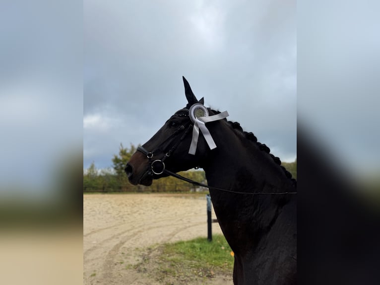 Hannoveraner Stute 13 Jahre 175 cm Dunkelbrauner in Rommerskirchen