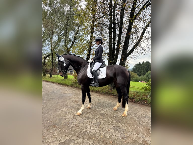 Hannoveraner Stute 13 Jahre 175 cm Dunkelbrauner in Rommerskirchen