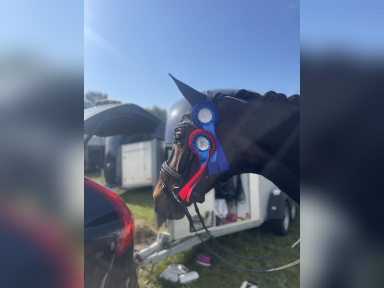 Hannoveraner Stute 13 Jahre 175 cm Dunkelbrauner in Dünsen