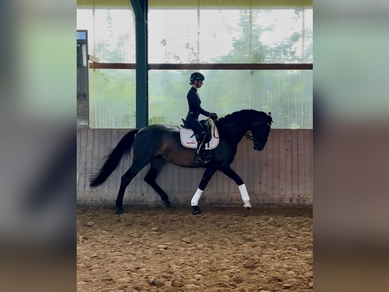 Hannoveraner Stute 13 Jahre 175 cm Dunkelbrauner in Telgte