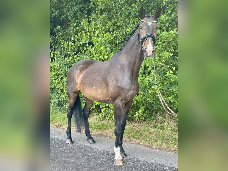 Hannoveraner Stute 13 Jahre 175 cm Dunkelbrauner in Telgte
