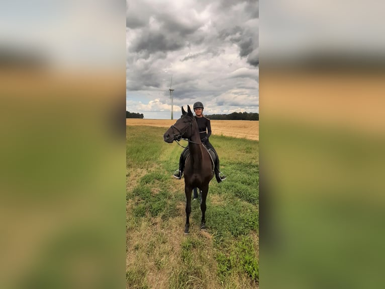 Hannoveraner Stute 13 Jahre 175 cm Rappe in Lübars