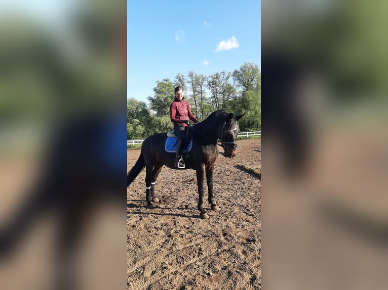 Hannoveraner Stute 13 Jahre 175 cm Rappe in Lübars