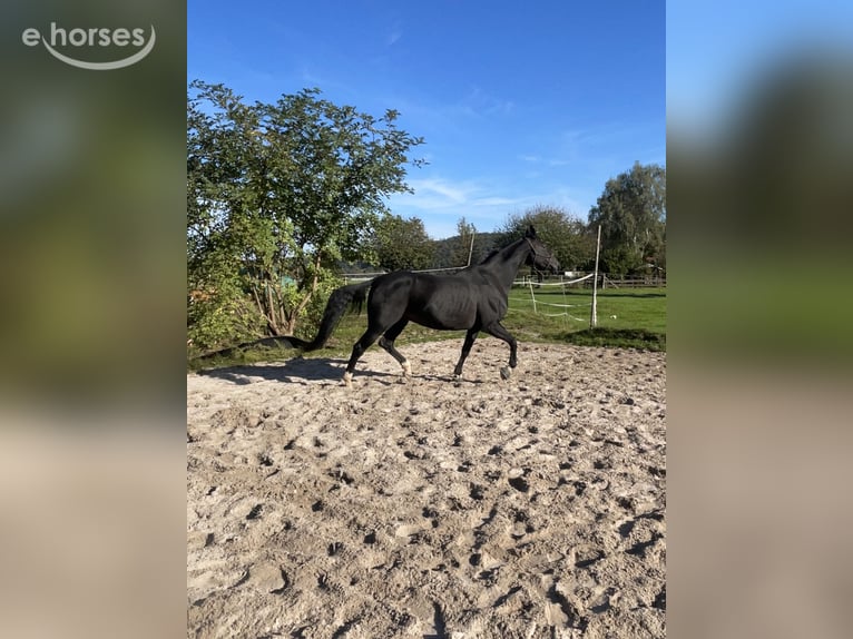 Hannoveraner Stute 13 Jahre 175 cm Schwarzbrauner in Katlenburg-Lindau