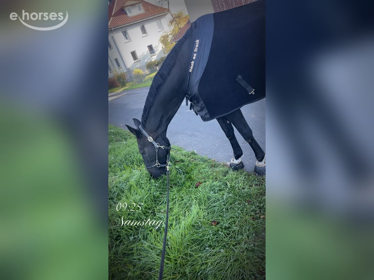 Hannoveraner Stute 13 Jahre 175 cm Schwarzbrauner in Katlenburg-Lindau