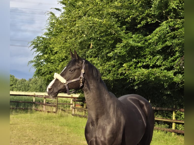 Hannoveraner Stute 13 Jahre in Gelsenkirchen