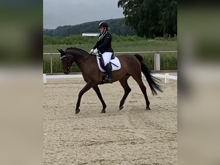 Hannoveraner Stute 14 Jahre 160 cm Brauner in Senden