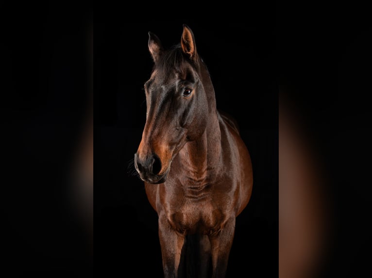 Hannoveraner Stute 14 Jahre 160 cm Brauner in Senden