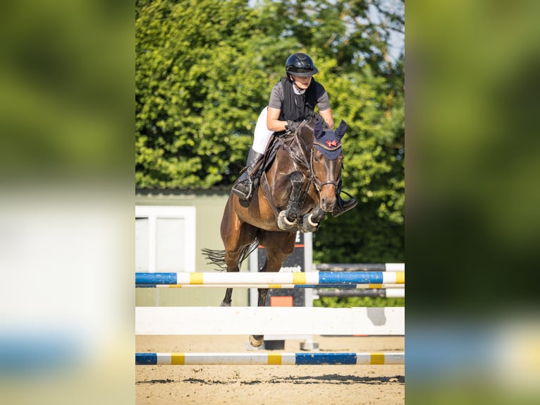 Hannoveraner Stute 14 Jahre 160 cm Brauner in Senden