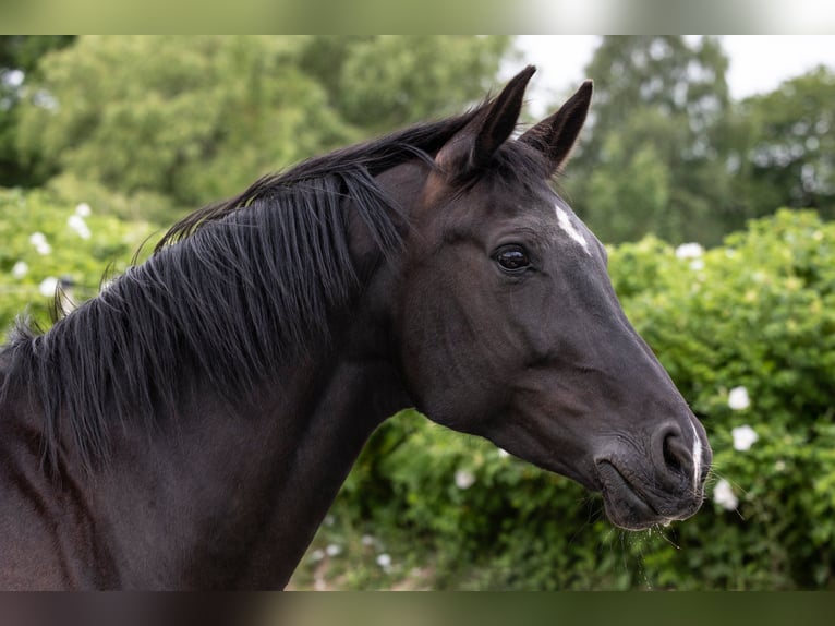 Hannoveraner Stute 14 Jahre 160 cm Rappe in Sterup