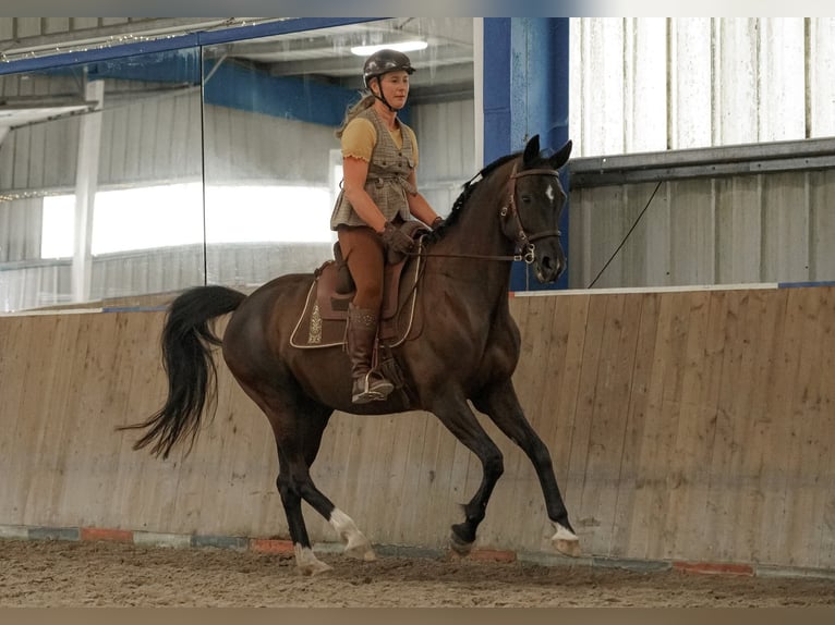 Hannoveraner Stute 14 Jahre 160 cm Rappe in Sterup
