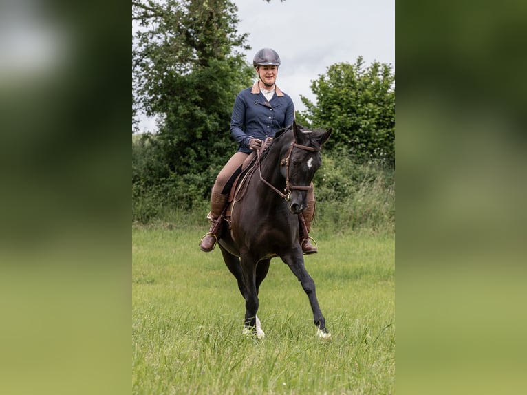Hannoveraner Stute 14 Jahre 160 cm Rappe in Sterup