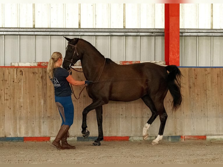 Hannoveraner Stute 14 Jahre 160 cm Rappe in Sterup