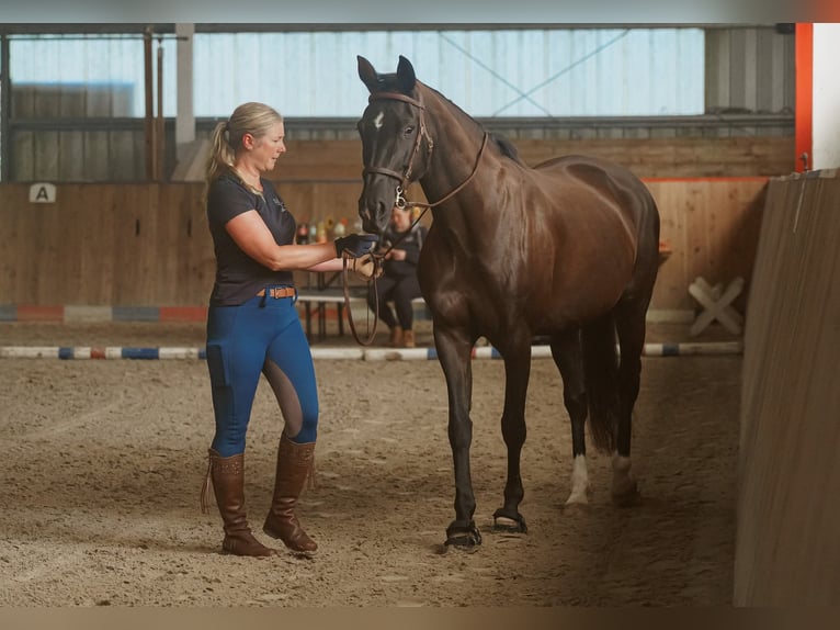 Hannoveraner Stute 14 Jahre 160 cm Rappe in Sterup