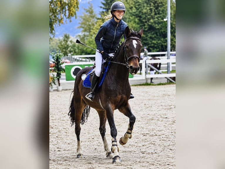 Hannoveraner Stute 14 Jahre 162 cm Brauner in Davidschlag